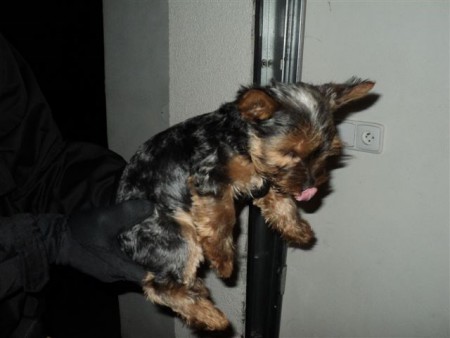 Jorkšírský terier - pes